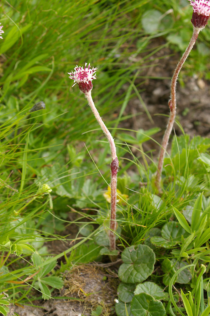 Homogyne alpina / Omogine alpestre